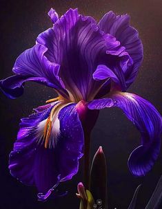 a purple flower with white stamens on a black background in the dark light