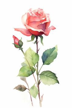 Rose Watercolour, Minimal Tattoo Designs, Ear Tattoo Ideas, Botanical Flower Art, Illustration Blume, Watercolor Roses