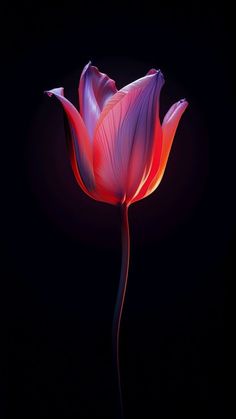 a pink flower is lit up in the dark