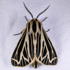 a black and white moth sitting on top of a white sheet