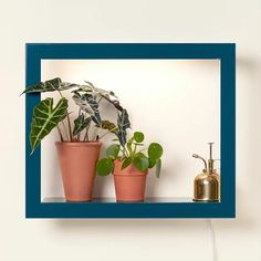 three potted plants sitting on top of a shelf