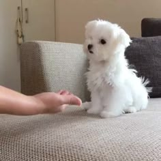 a small white dog sitting on top of a couch next to someone's hand