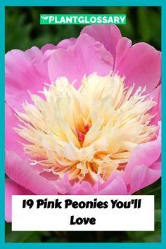 pink peonies you'll love with the words plantglossary on it