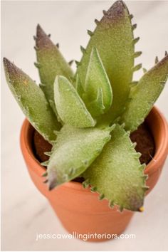 a close up of a small plant in a pot