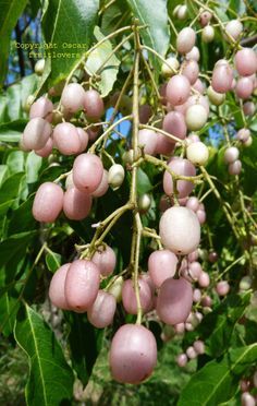 the fruit is growing on the tree and ready to be picked from it's branches