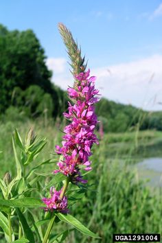 a purple flower is in the foreground with green grass and trees in the background