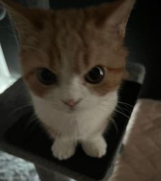 an orange and white cat sitting on top of a black chair looking at the camera