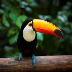 a toucan sitting on top of a wooden branch in front of some trees