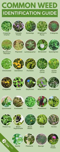 Types Of Weeds In Garden, Weeds In Garden, Types Of Weeds, Common Garden Weeds, Backyard Boss, Medicinal Weeds, Common Garden Plants, Grass Species, Weeds In Lawn