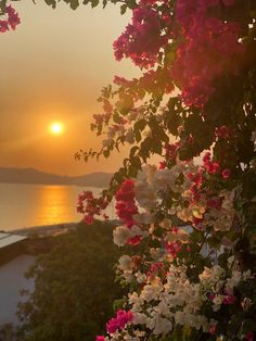 the sun is setting over some water and pink flowers are blooming in front of it