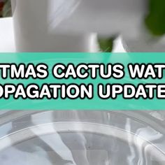 a close up of a clock with the words christmas cactus water disposation update