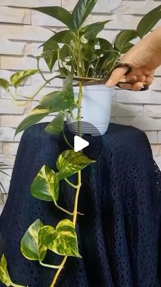 a person holding a potted plant on top of a blue table cloth next to a brick wall