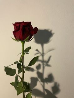 a single red rose casts a shadow on the wall