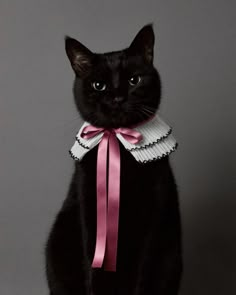 a black cat wearing a pink ribbon around its neck