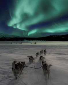 a group of dogs pulling a sled under the northern lights