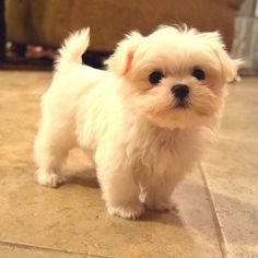 a small white dog standing on top of a tile floor