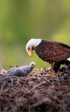 an adult bald eagle feeding its young on the nest in front of it's parent