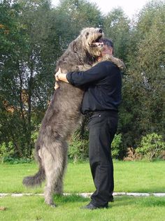 a man is hugging his large dog in the park