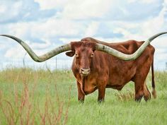 a bull with long horns standing in the grass