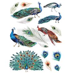 several peacocks with different colors and feathers