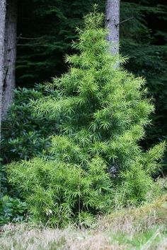 a small pine tree in the middle of a forest