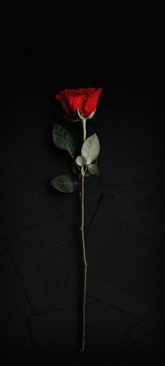 a single red rose on a black background