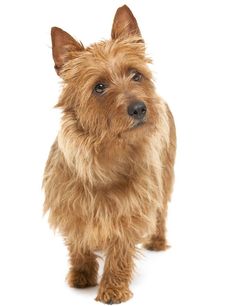 a small brown dog standing on top of a white floor