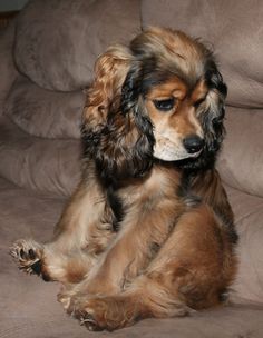 a brown and black dog sitting on top of a couch