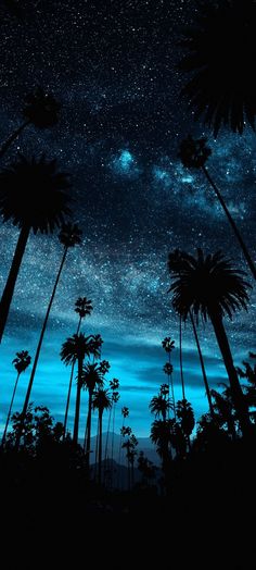 the night sky is filled with stars and palm trees