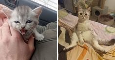 two pictures side by side one has a kitten and the other has a cat in it's lap