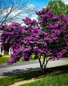 purple flowers are blooming on the trees in this neighborhood