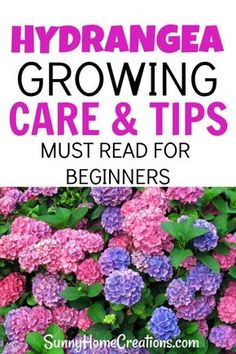 hydrangea growing care and tips for beginners with text overlay that reads,