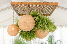 some plants hanging from the ceiling in a tent