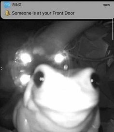 someone is at your front door and the frog's eyes are lit up with bright lights