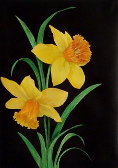 two yellow daffodils on a black background