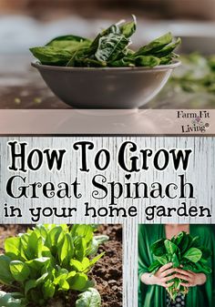 the cover of how to grow great spinach in your home garden with pictures of plants