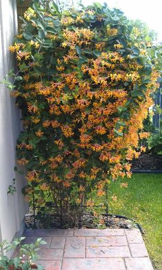 this is an image of a bush with yellow flowers growing on it's side