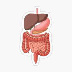 a diagram of the human body organs including the liver, pancreum and stomach sticker