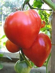 two heart shaped tomatoes hanging from a vine