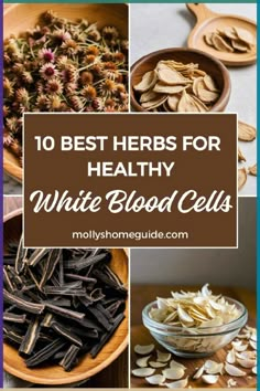 the top 10 best herbs for healthy white blood cells