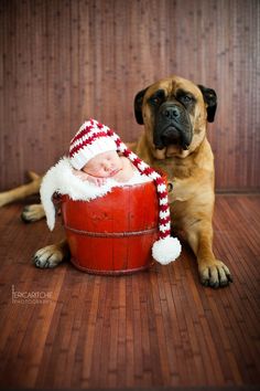 a dog is sitting next to a baby in a santa hat on the wooden floor