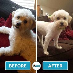 before and after photos of a dog grooming