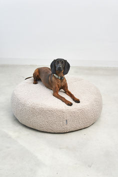 a brown dog laying on top of a white round bed in the middle of a room