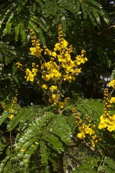 the yellow flowers are blooming on the tree in front of the green leafy trees