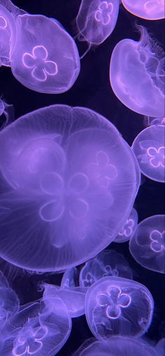 purple jellyfish are swimming in the water