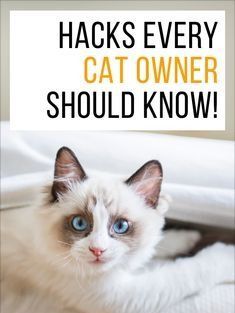 a white cat with blue eyes laying on top of a bed next to the caption, hacks every cat owner should know