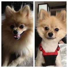 two small dogs are wearing harnesses on their necks