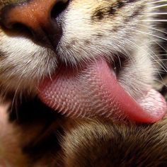 a close up of a cat with its tongue out