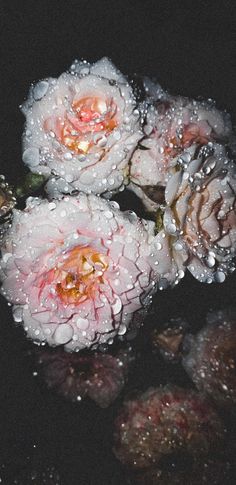 three pink roses with water droplets on them