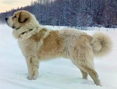 a large dog standing in the snow with trees in the backgrouds behind it